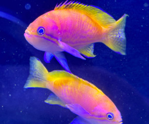 Bimaculatus Anthias