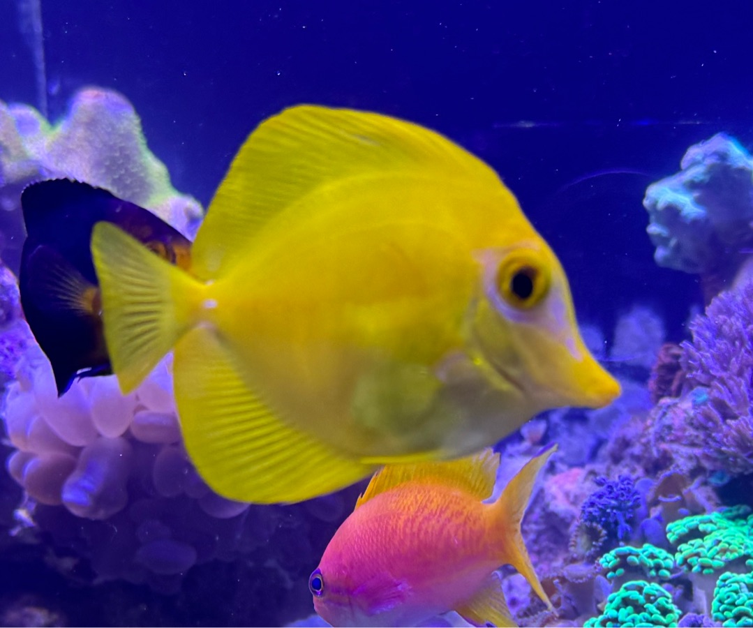 Yellow Tang