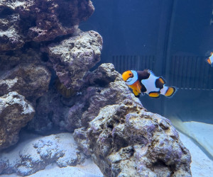Picasso Clownfish