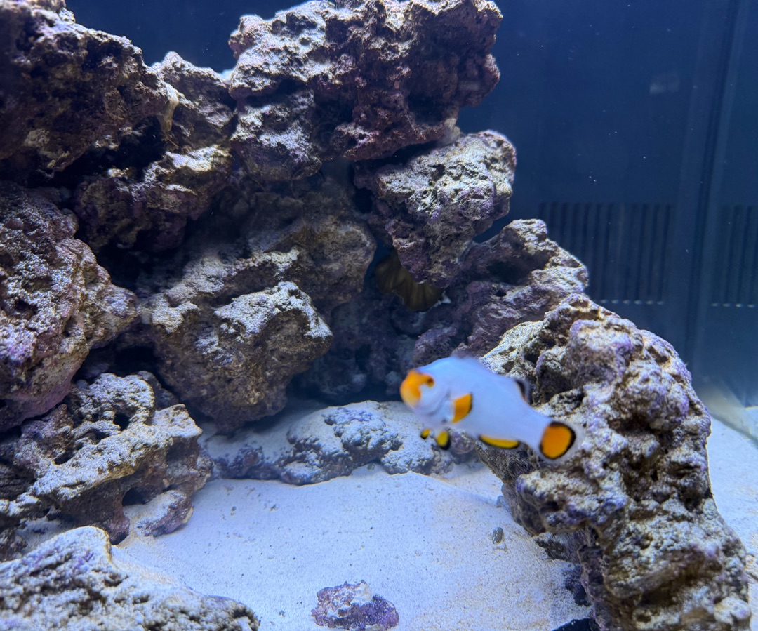 Platinum Clownfish