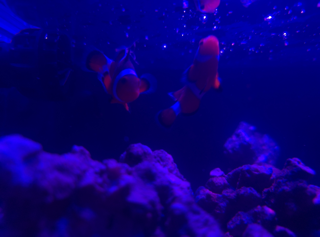 Tank Image