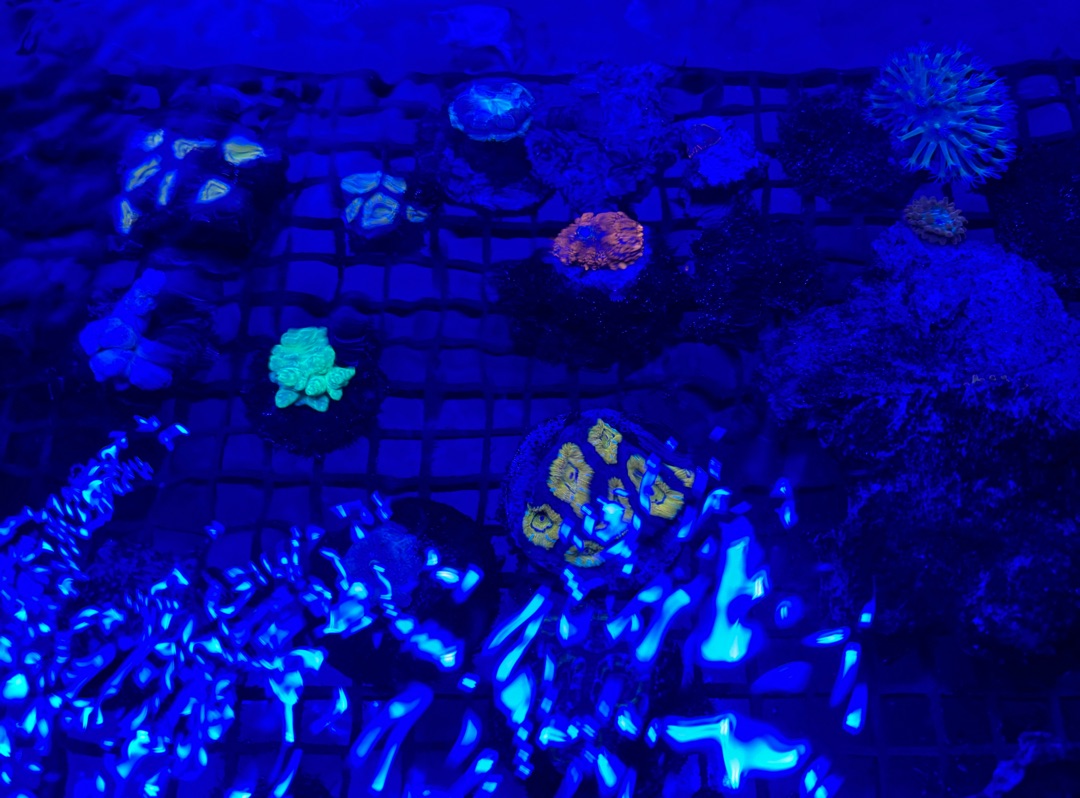 Tank Image