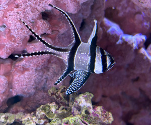 Banggai Cardinal