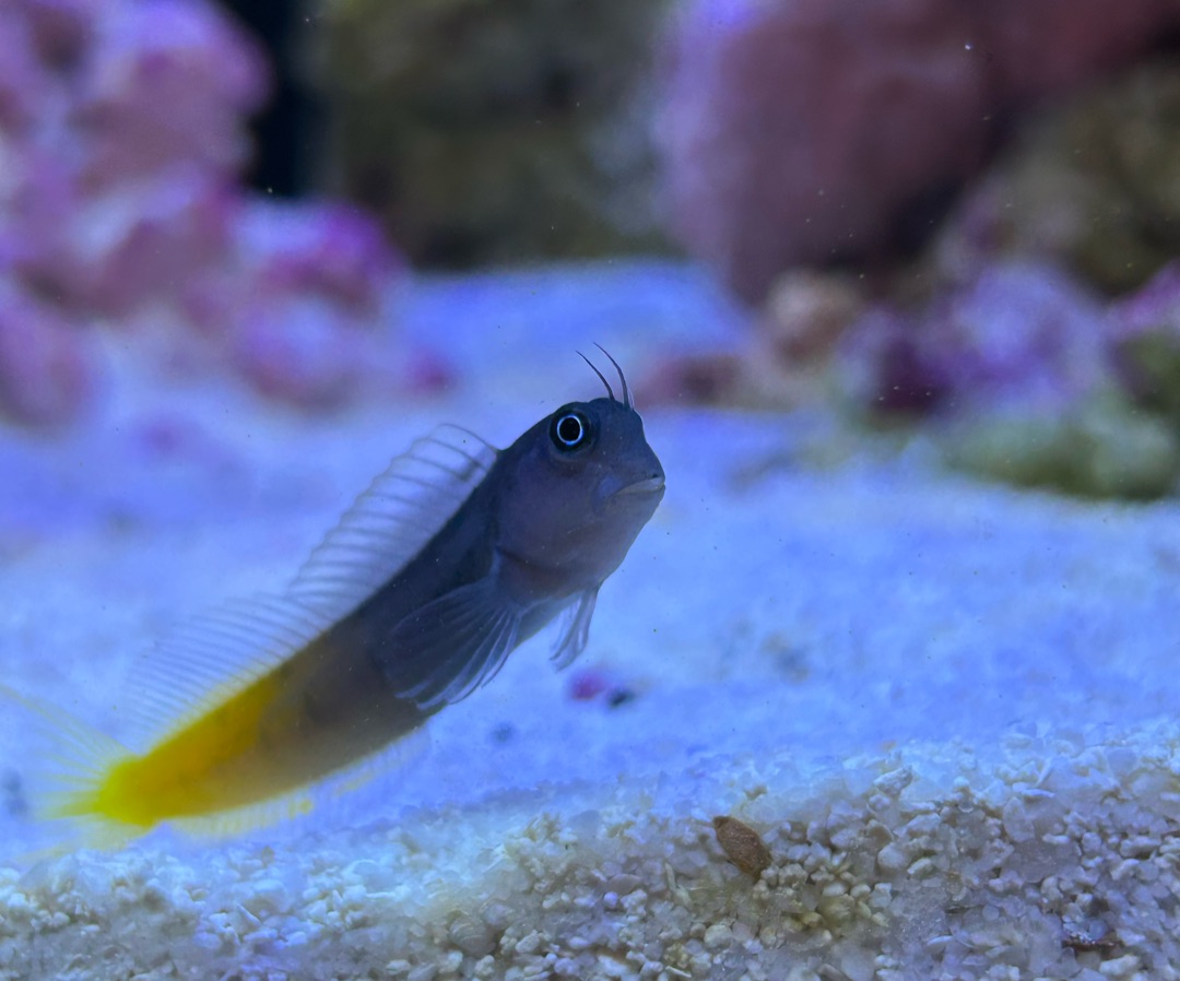 Bicolor Blenny