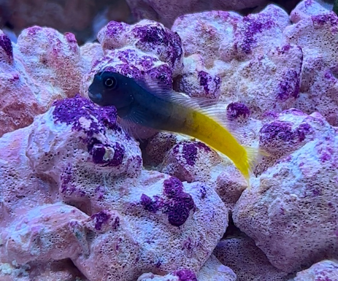 Bicolor Blenny