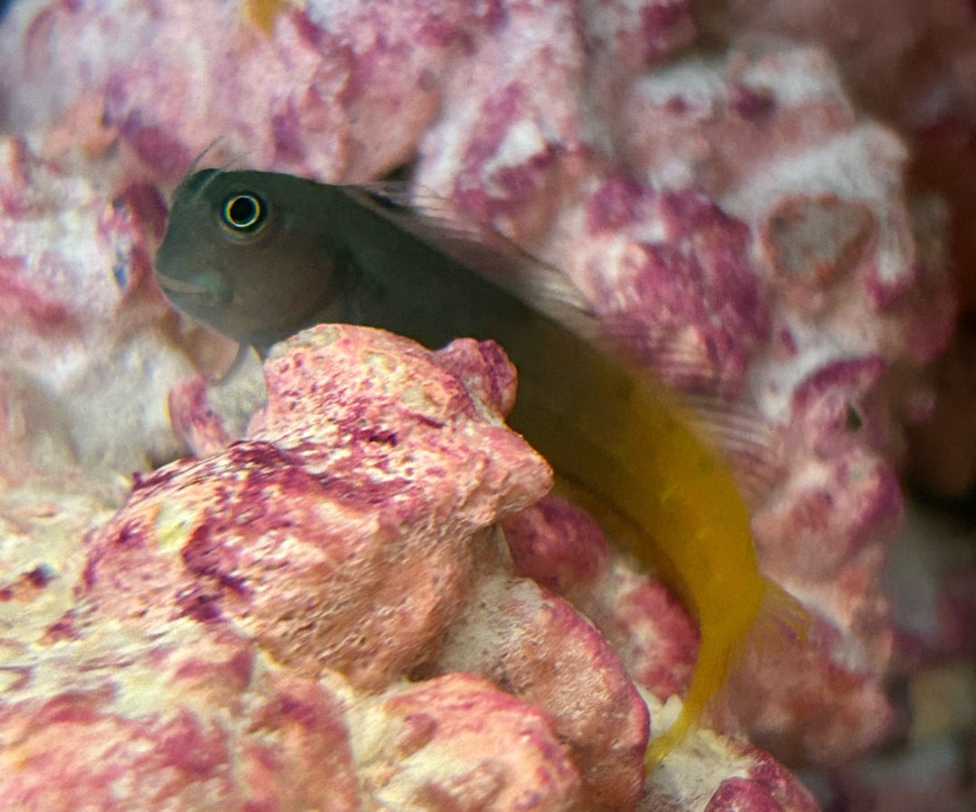 Bicolor Blenny