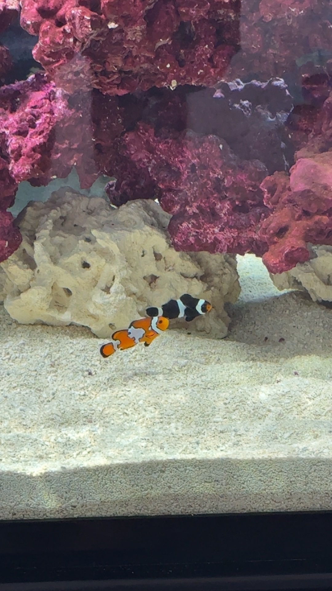 Fancy Ocelllaris