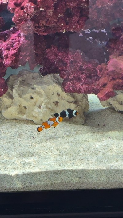 Fish Library Preview