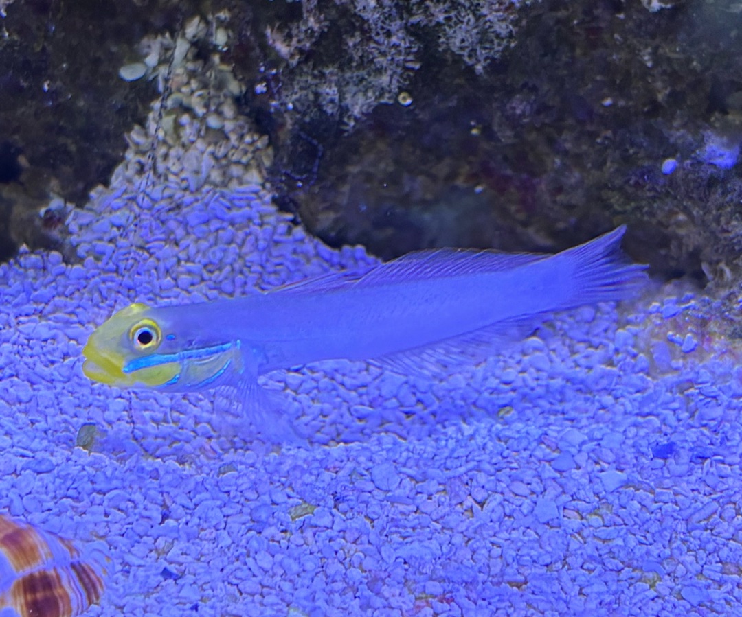 Gold Head Sand Sifting Goby