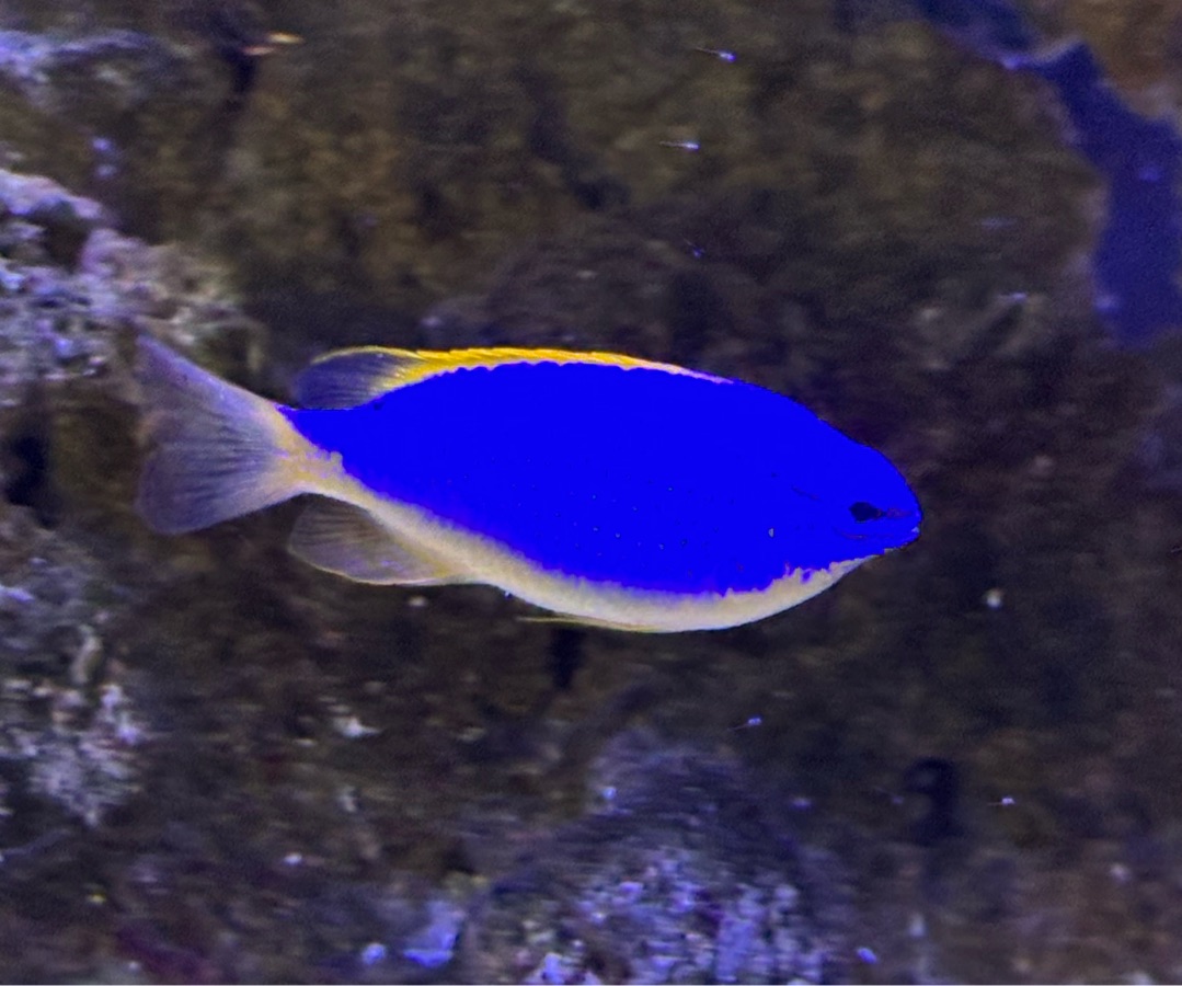 Fiji Blue Devil Damsel