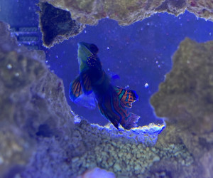 Fish Library Preview