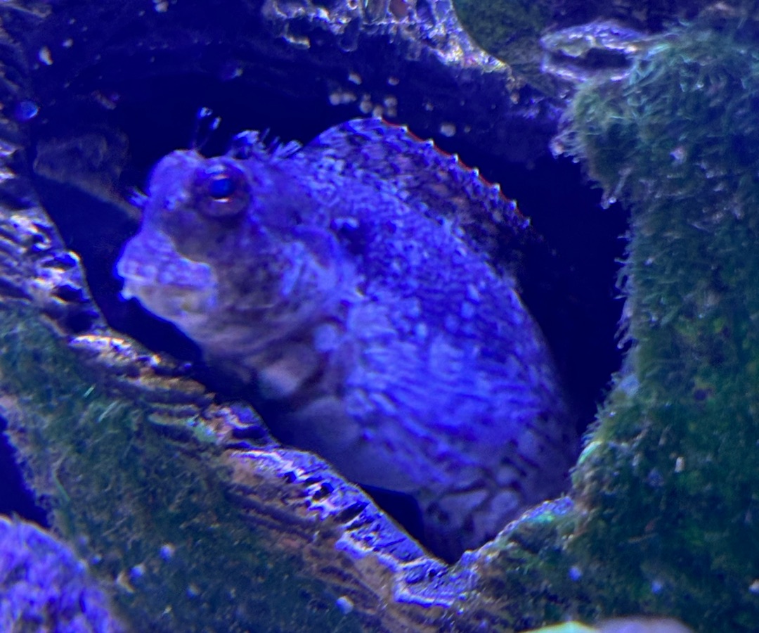Lawnmower Blenny