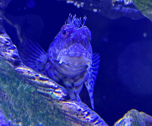 Lawnmower Blenny
