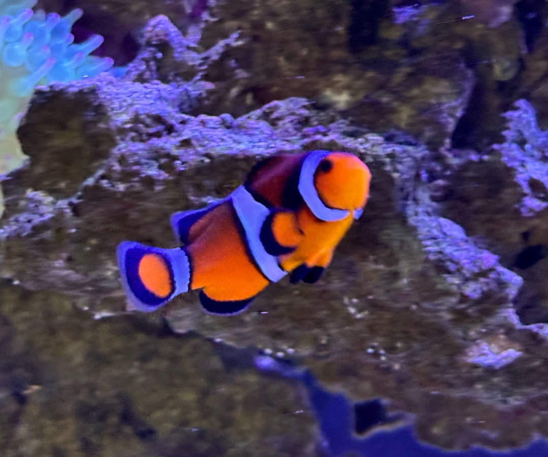Ocellaris Clownfish
