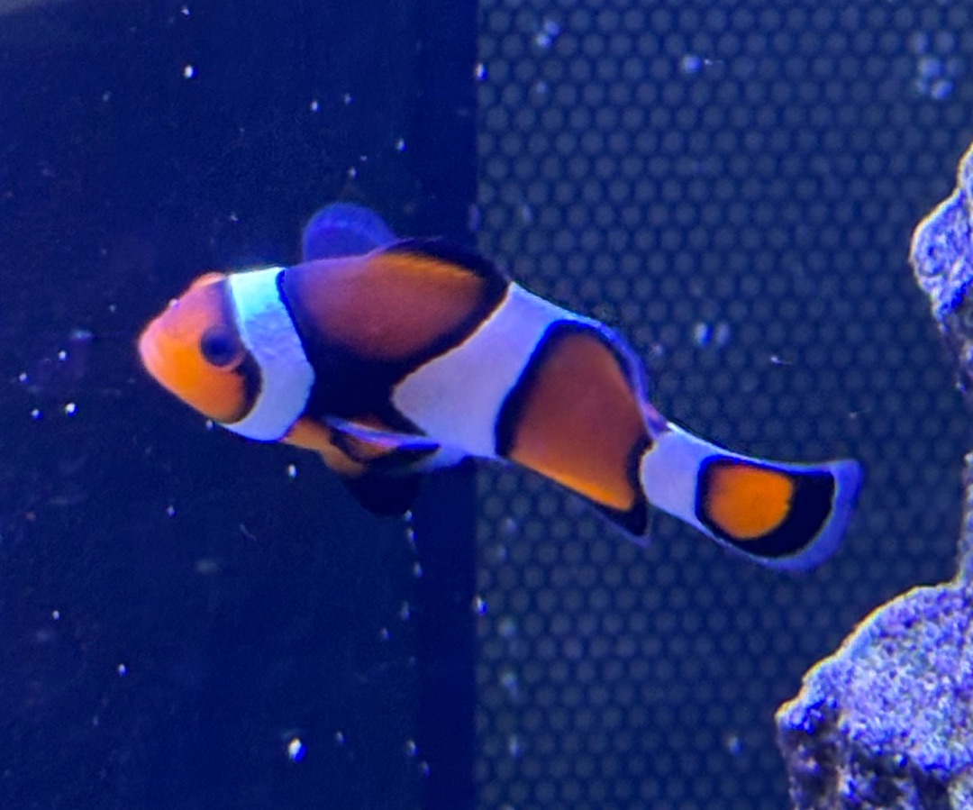 Ocellaris Clownfish