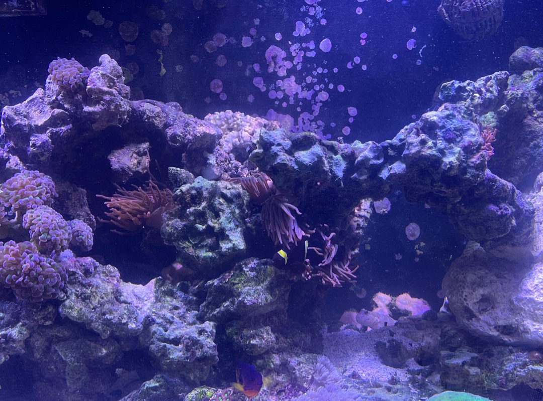 Tank Image