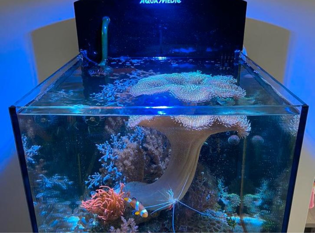 Tank Image