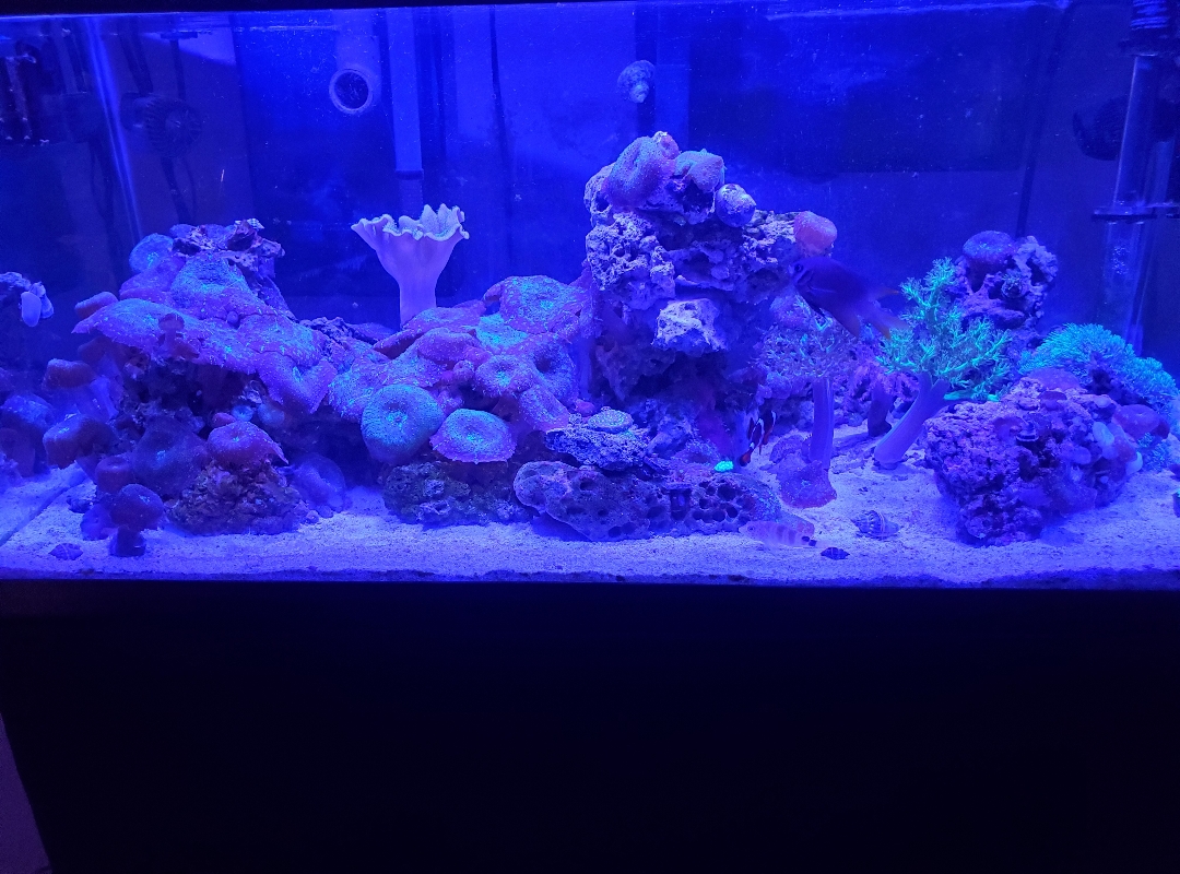 Tank Image