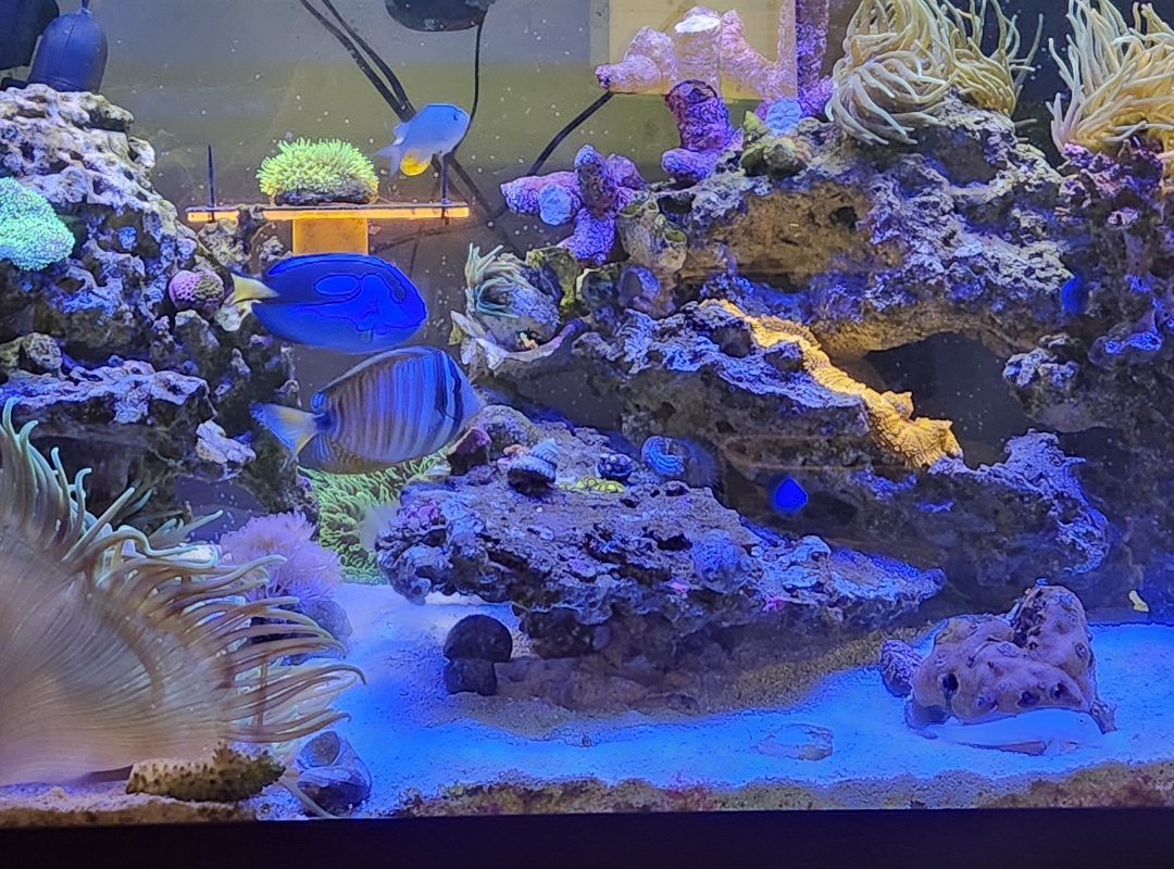 Tank Image