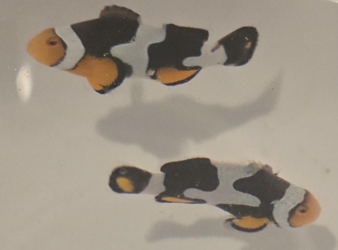 Tank Image