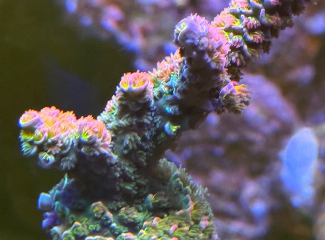 Tank Image