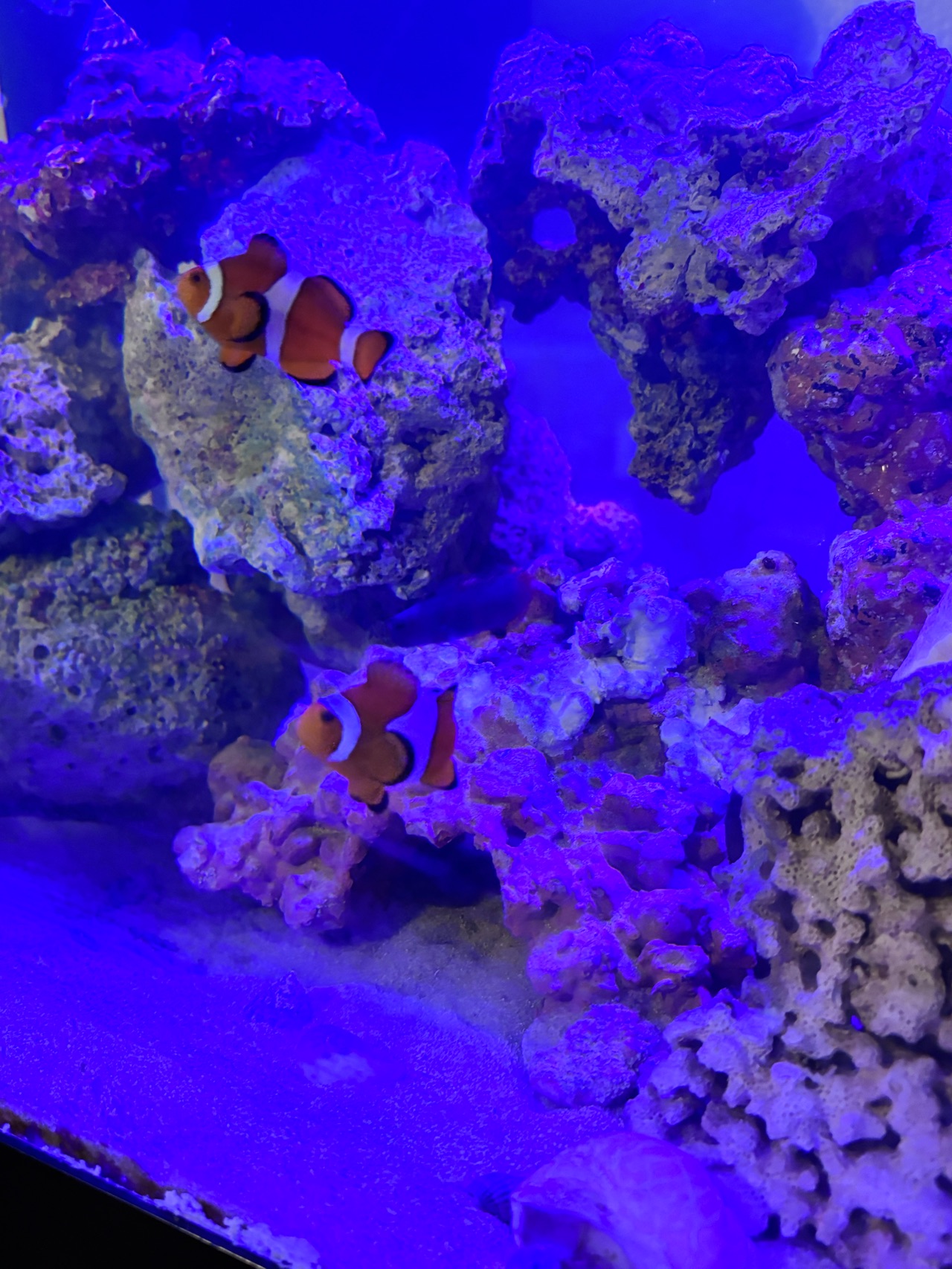 Ocellaris Clownfish