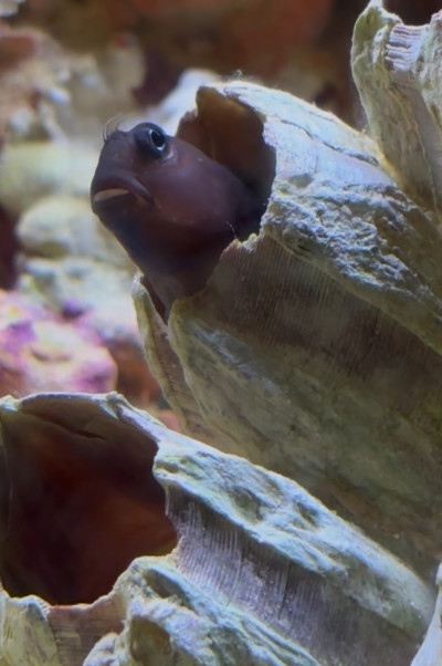 Fish Library Preview