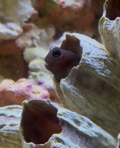 Fish Library Preview