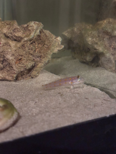 Fish Library Preview