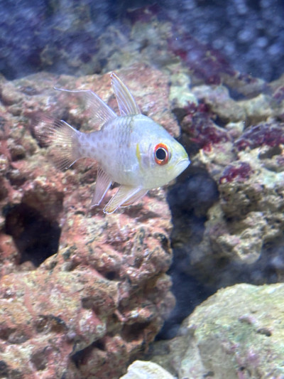 Fish Library Preview