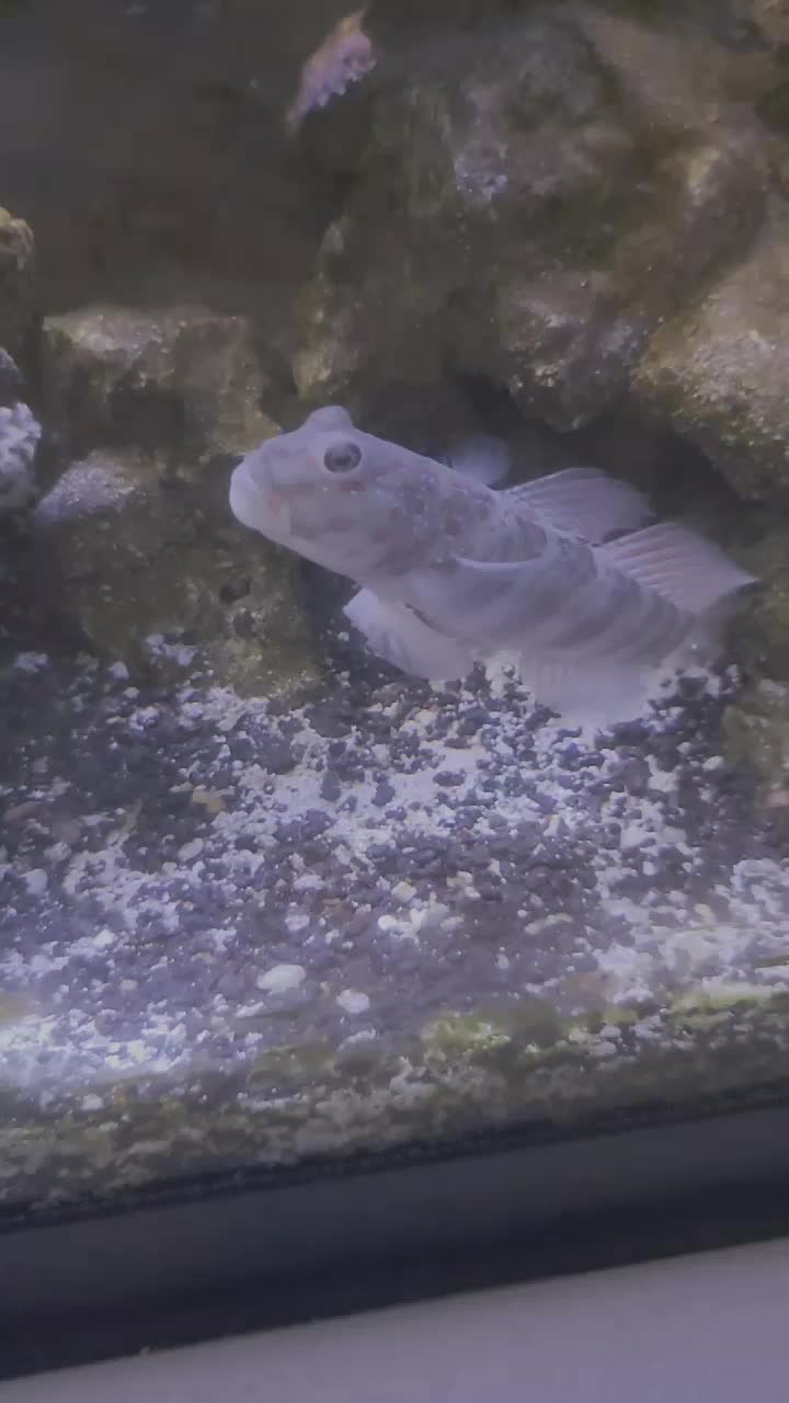 Spotted Watchman Gobby