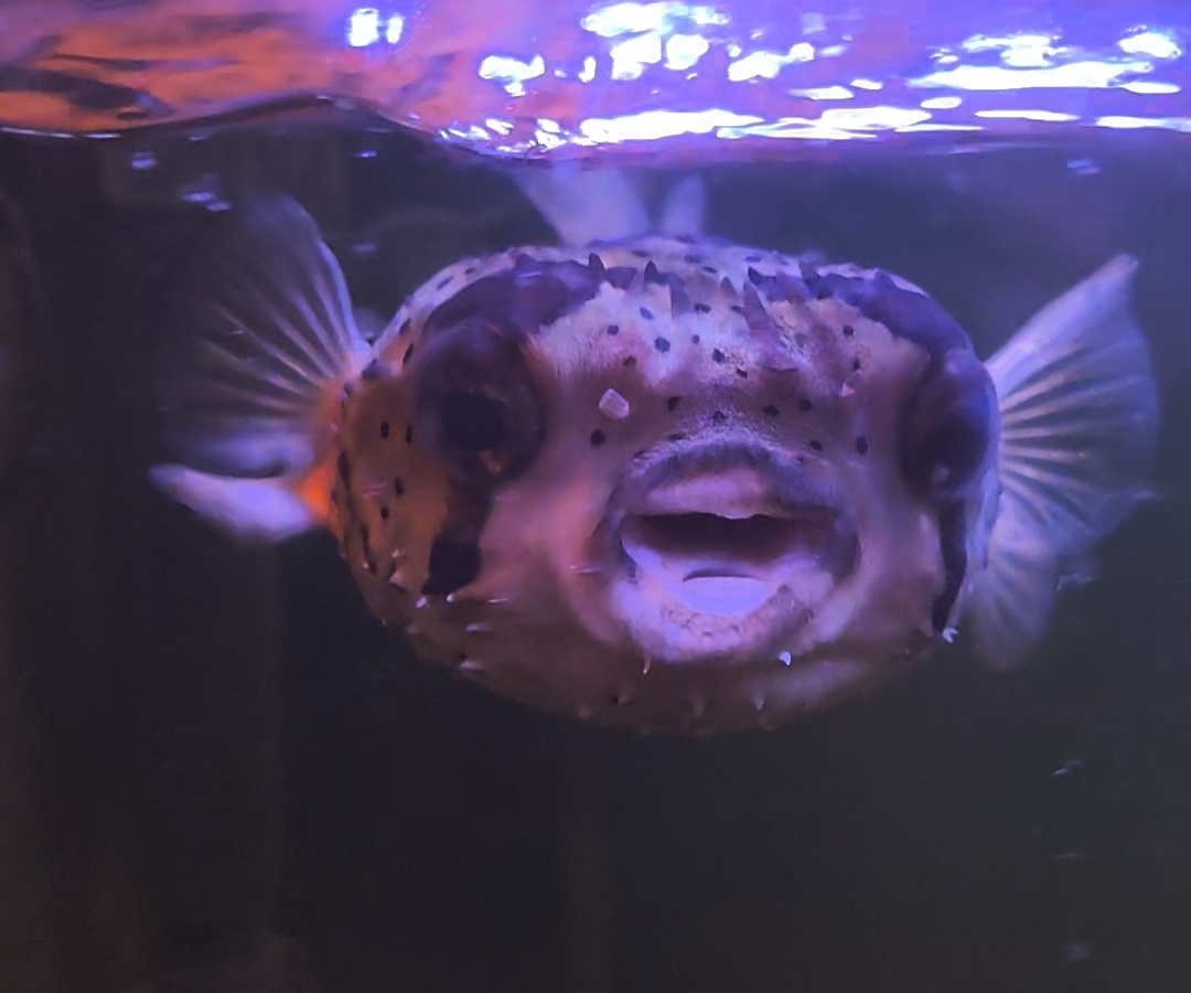 Porcupine Puffer