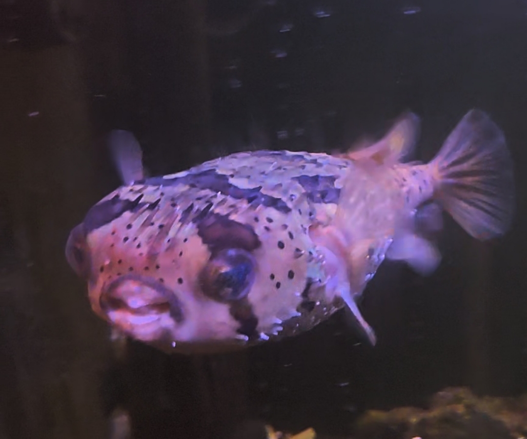 Porcupine Puffer