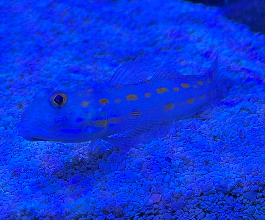 Diamond Goby