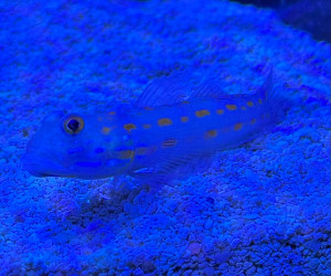Diamond Sand Sifting Goby