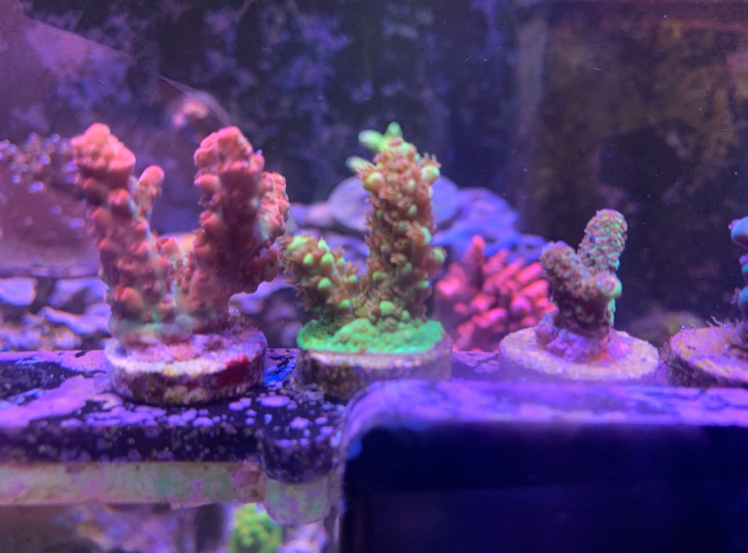 Tank Image