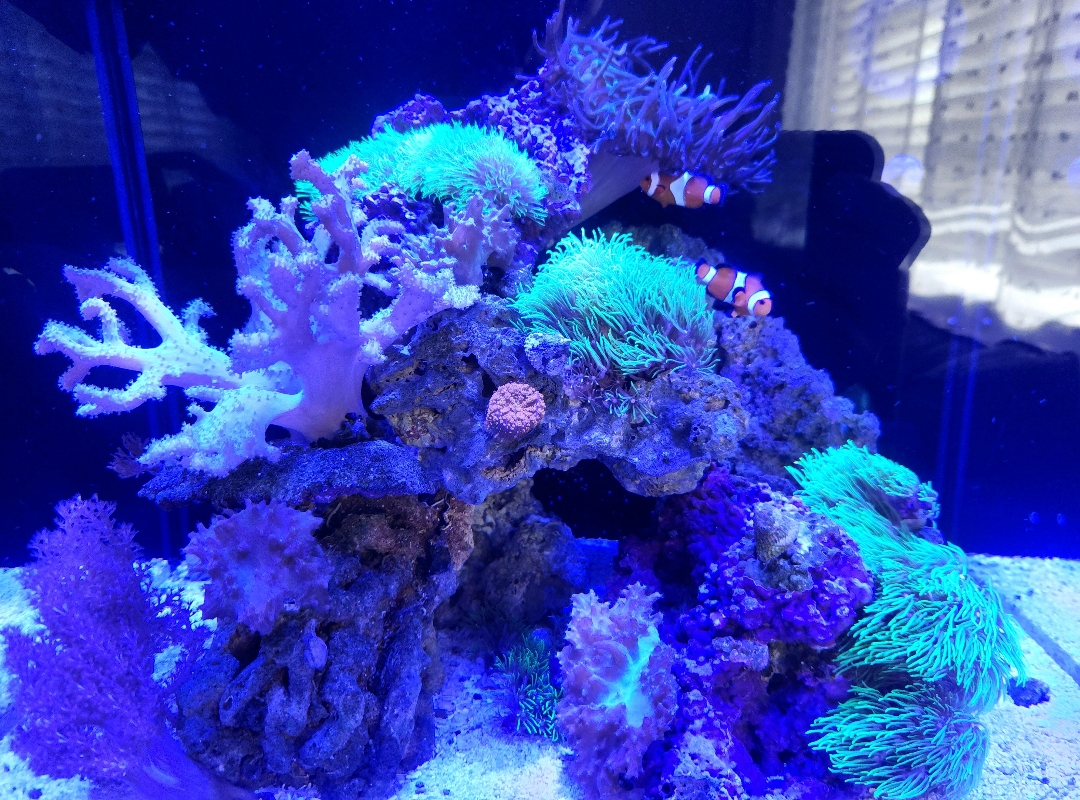 Tank Image