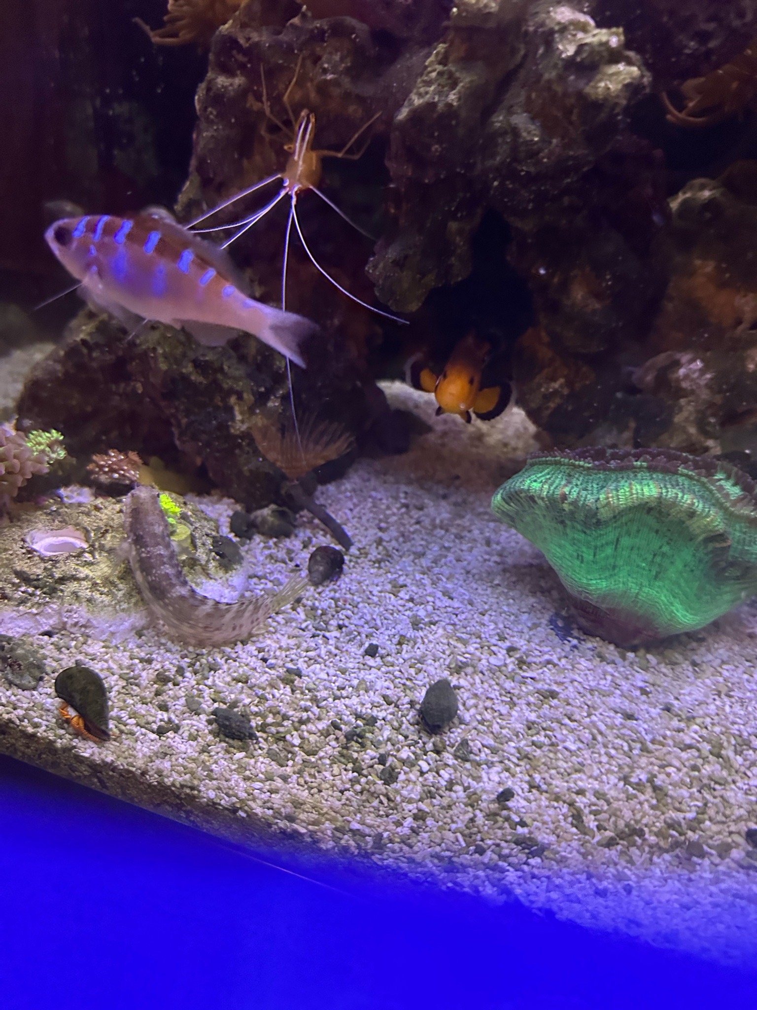 Orange tentacle anemone with clownfish and cleaner shrimp - clownfish, cleaner shrimp, green clam (photo 2)