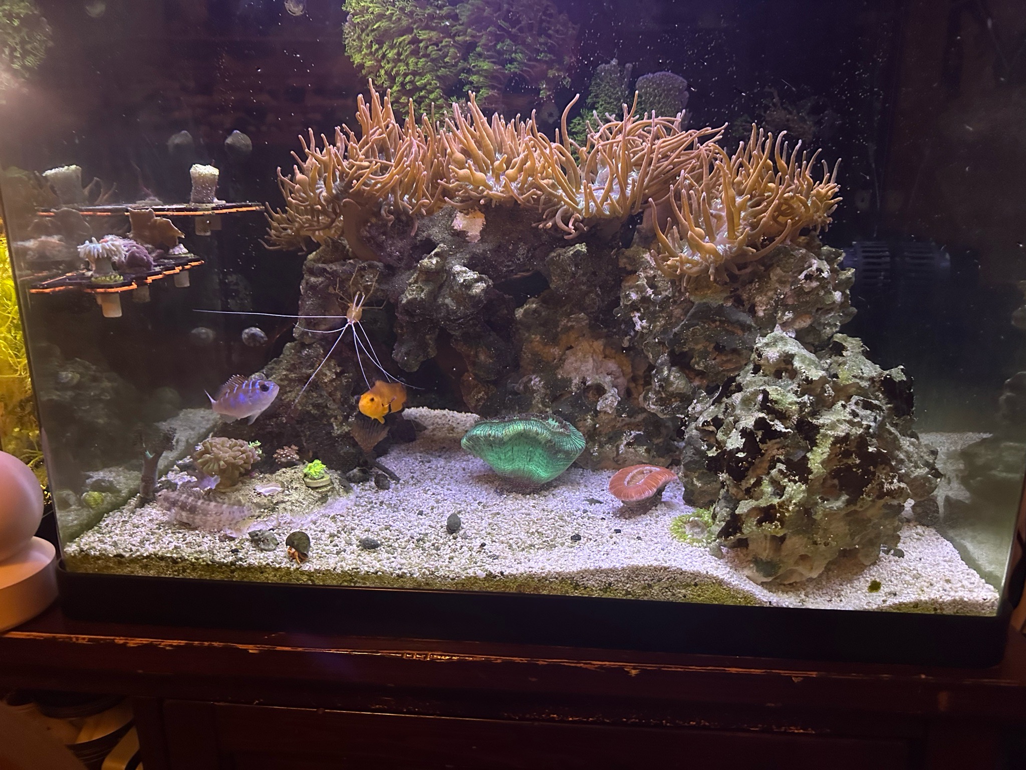Orange tentacle anemone with clownfish and cleaner shrimp - clownfish, cleaner shrimp, green clam