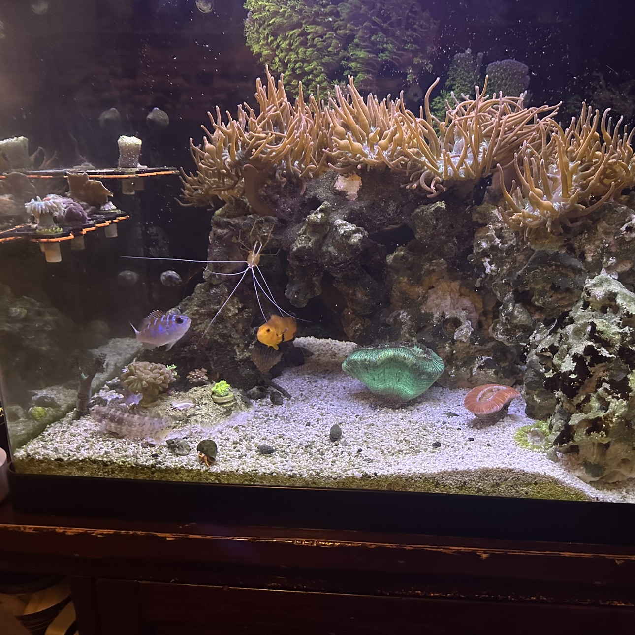 Tank Image