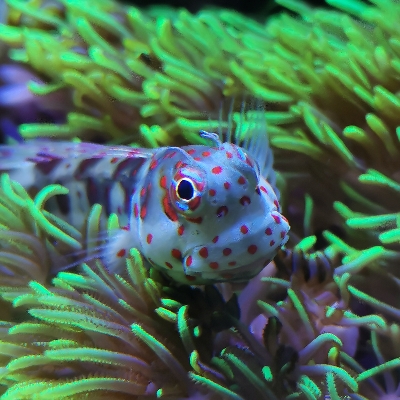 LukesSaltwatertank702