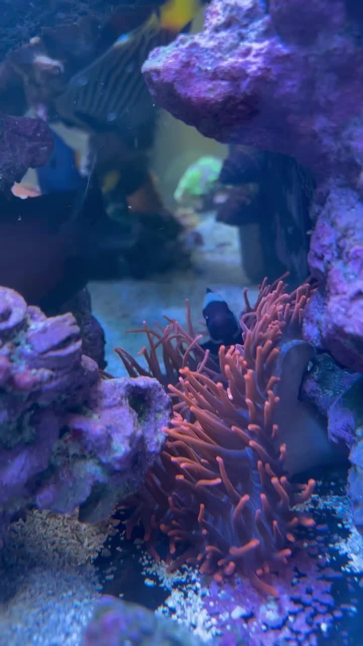 This is my Sherman/Black Widow hybrid anemone. It has decided to make...