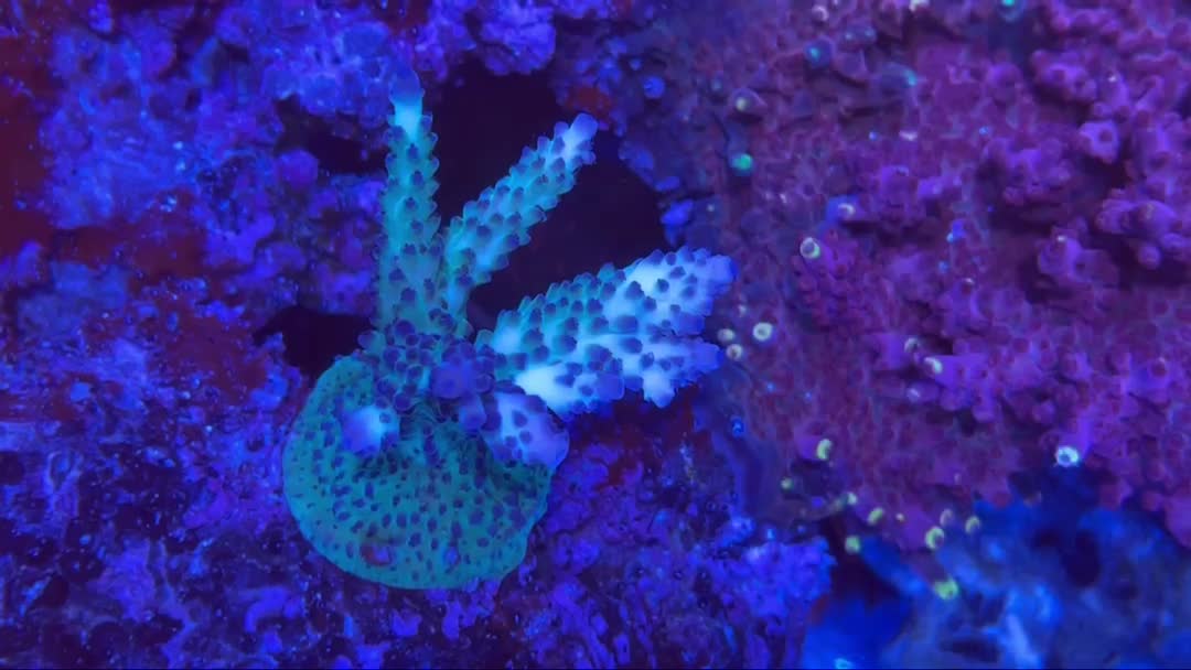 This acro is coloring up beautifully. Love watching them evolve and slowly reveal their tr...