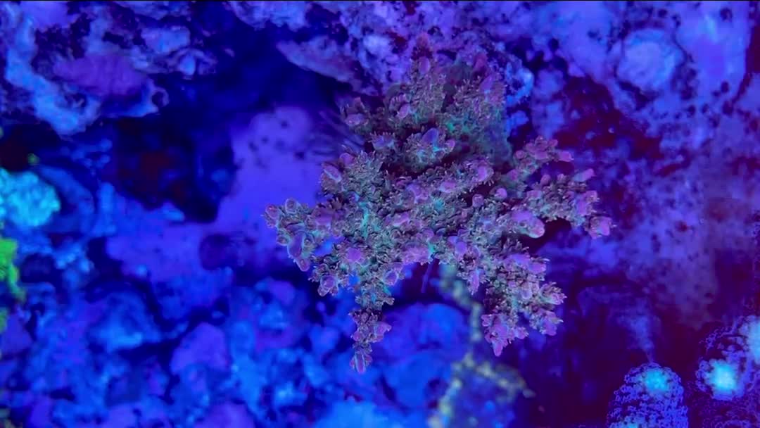 This Vivid Confetti isn’t the fastest grower in the tank, but it’s been steady and consist...
