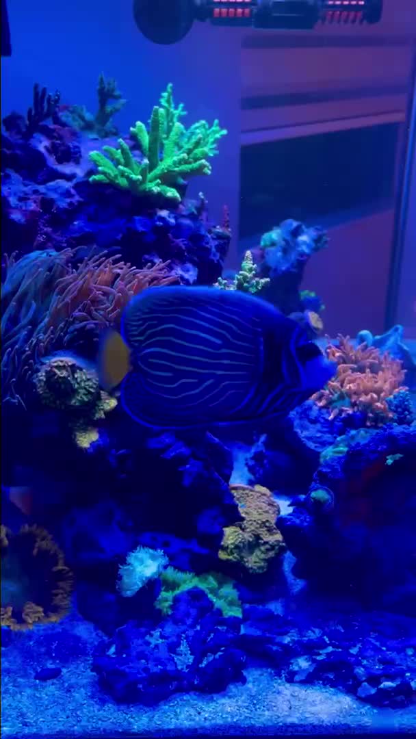 Found an old video of my Emperor Angelfish transitioning from juvenile to adult colors. On...