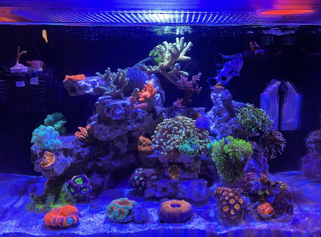 Tank Image