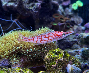 Longnose Hawkfish