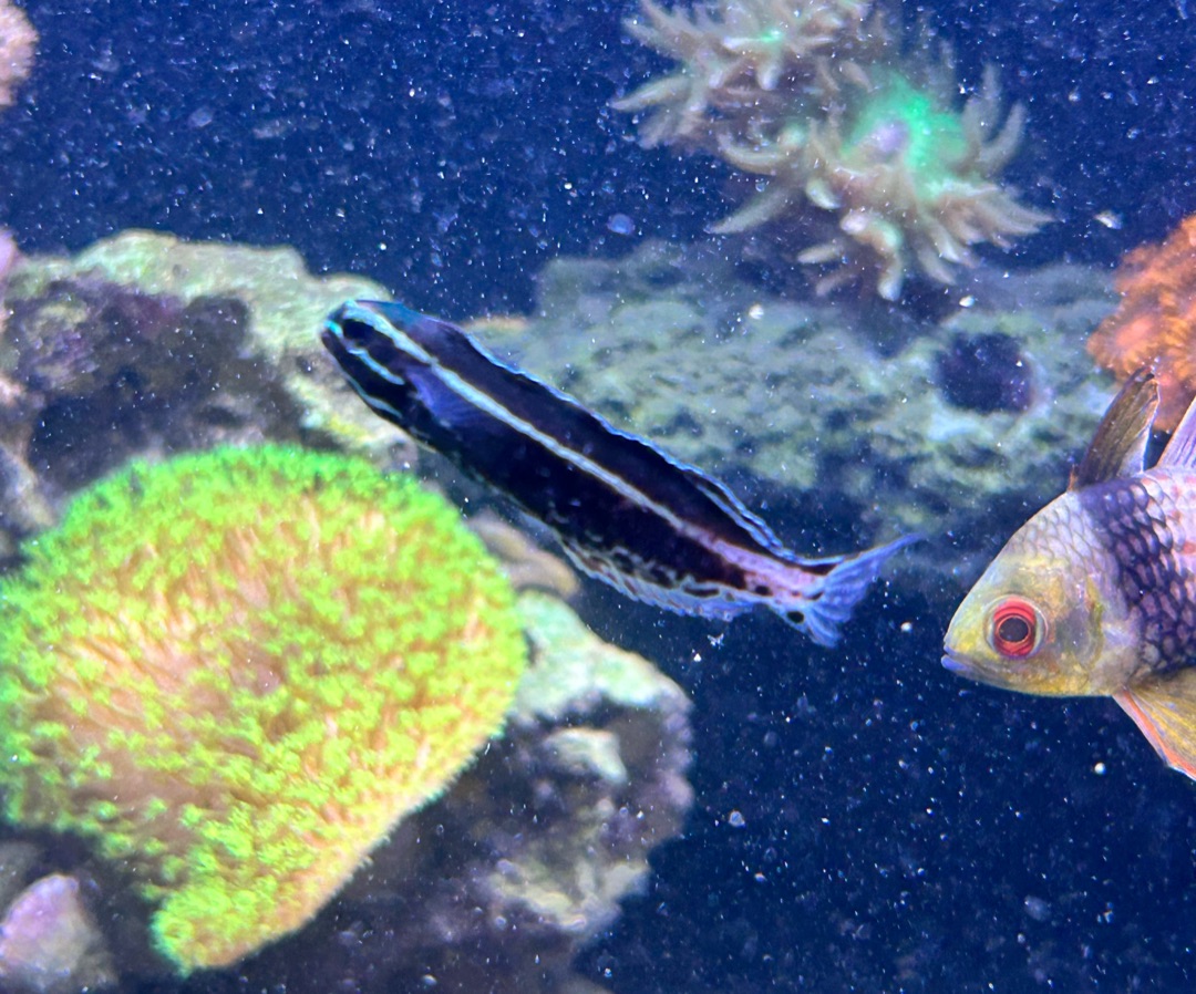 Kamohara Blenny