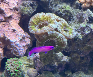 Orchid Dottyback