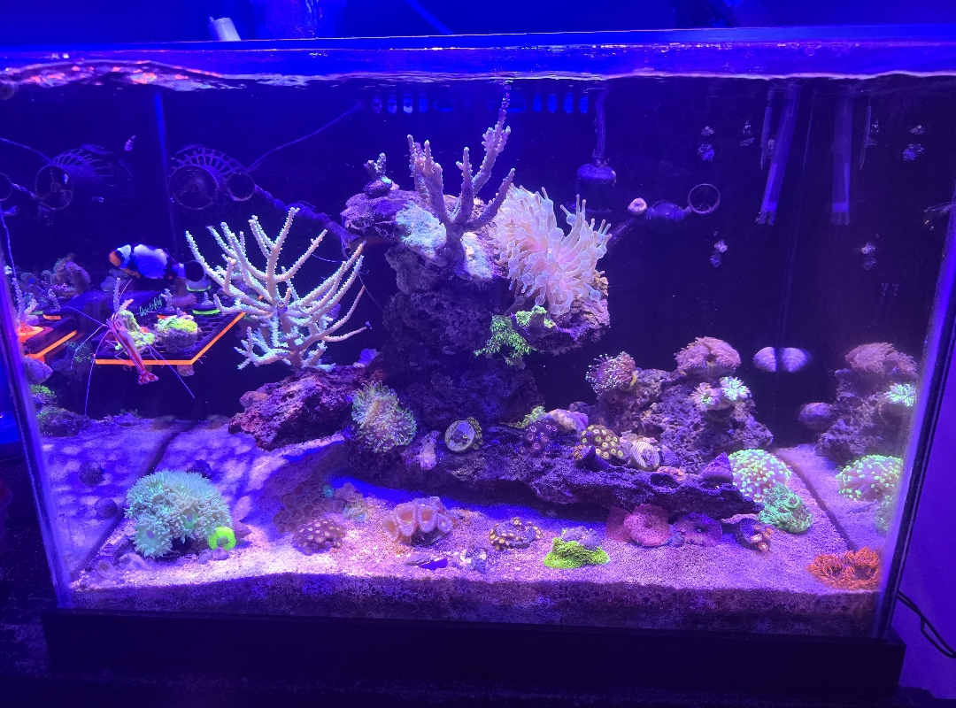 Tank Image